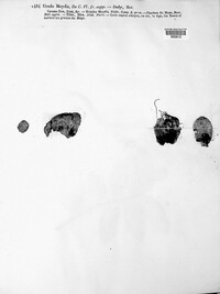 Mycosarcoma maydis image